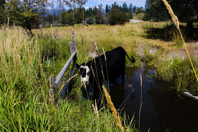 High angle view of grassy field