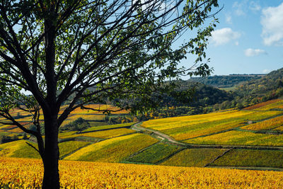 Scenic view of vineyards during autumn against sky