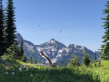 Bird flying over mountains against sky