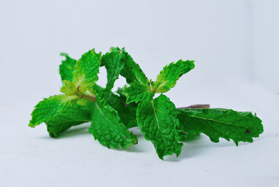 Close-up of fresh green leaves against white background