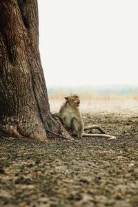 View of an animal sitting on tree trunk