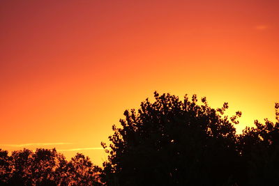 Silhouette trees against orange sky