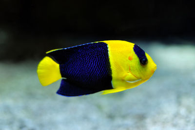 Close-up of yellow fish swimming in sea