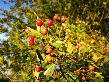 Red berries growing on tree