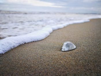 Close-up of seashell on beach