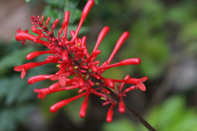 Close-up of red rose flower