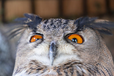 Close-up portrait of owl