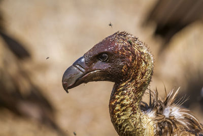 Close-up of a bird