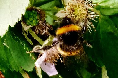 Close-up of bee on flower
