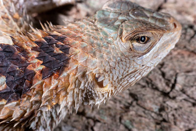 Close-up of a lizard