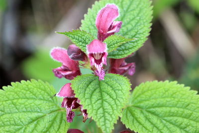 Close-up of pink flowering plant leaves