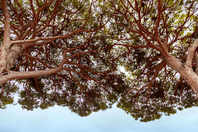 Low angle view of tree against sky