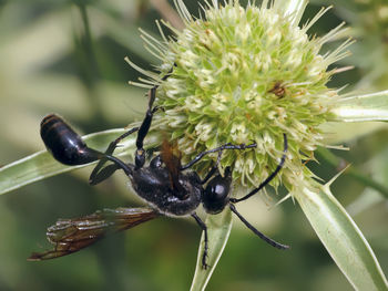 Close-up of insect on flower