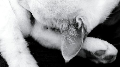 Close-up of white cat