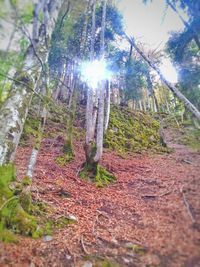 Trees in forest