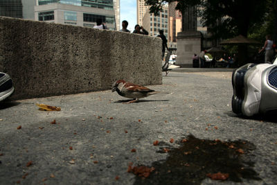 Close-up of sparrow