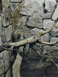 High angle view of lizard on tree