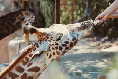 Cropped image of hand feeding giraffe at santa barbara zoo