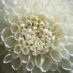 Close up of white flower