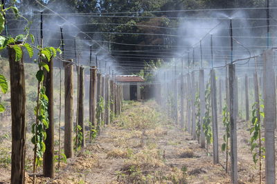 Narrow pathway along plants