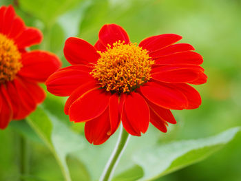 Close-up of red flower blooming outdoors