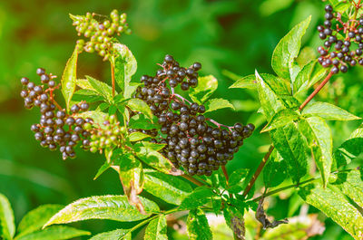 European elderberry. autumn, late summer. medicinal plants. coronavirus treatment