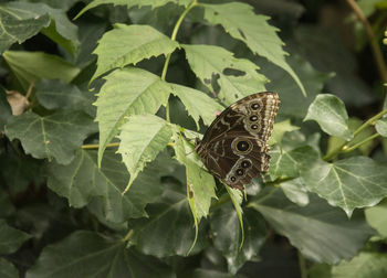 Close-up of butterfly on leaves