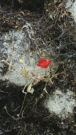 Close up of red flowers in water