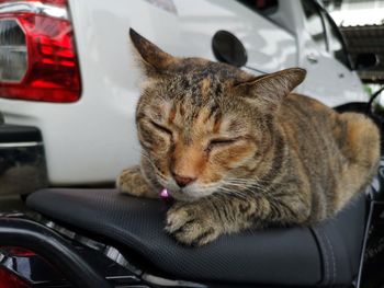 Cat sleeping in car