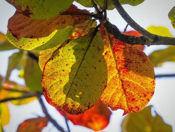 Close-up of multi colored tree against sky