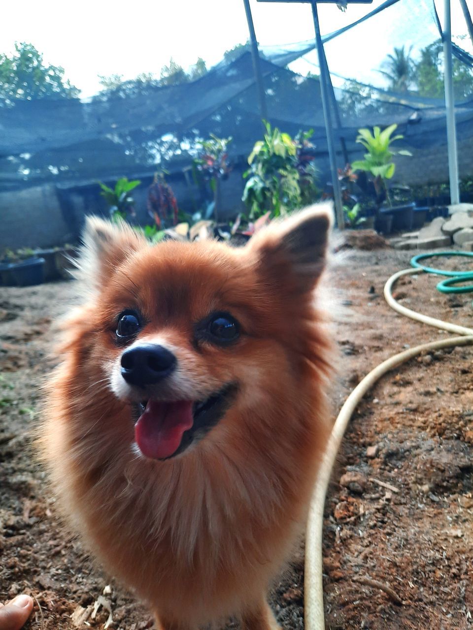 CLOSE-UP OF A DOG