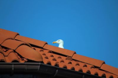 Low angle view of seagull on roof against clear sky