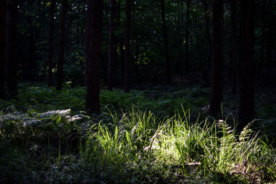 Trees in forest