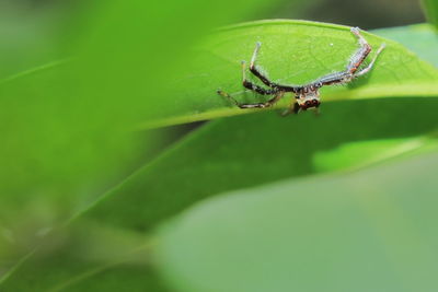 A colorful jumping spider waiting for prey, indian tropical rainforest