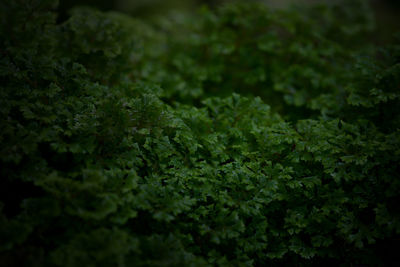 Full frame shot of fresh green leaves