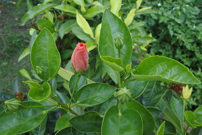 Close-up of red rose flower