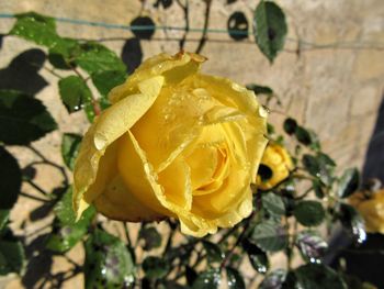 Close-up of yellow flower