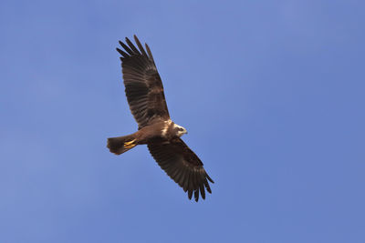 Low angle view of eagle flying against clear blue sky