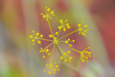 Close-up of yellow flowers