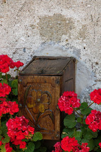 Close-up of red flowering plant against wall