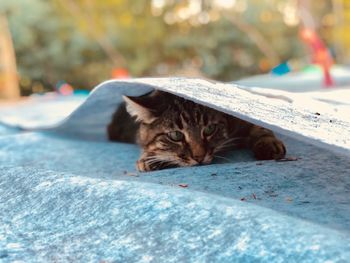 Portrait of cat lying on floor