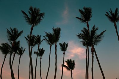 Low angle view of palm trees against sky during sunset