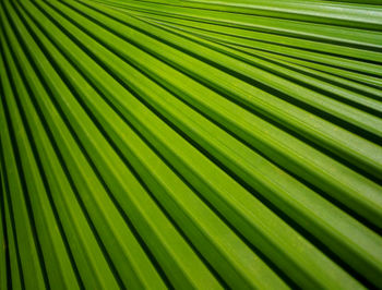 Full frame shot of palm leaves