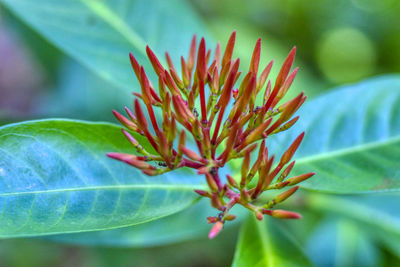 Close-up of red flowering plant