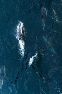 High angle view of jellyfish swimming in sea