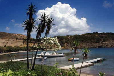 Palm trees on beach against sky