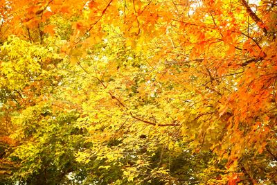 Low angle view of autumn trees