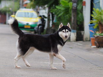 Full length of a dog standing on road in city