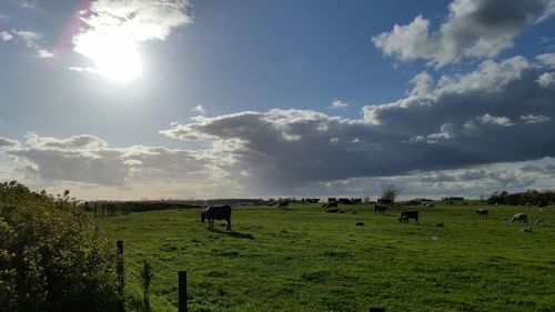 Sheep grazing on grassy field