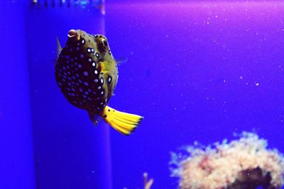 Close-up of fish swimming in water